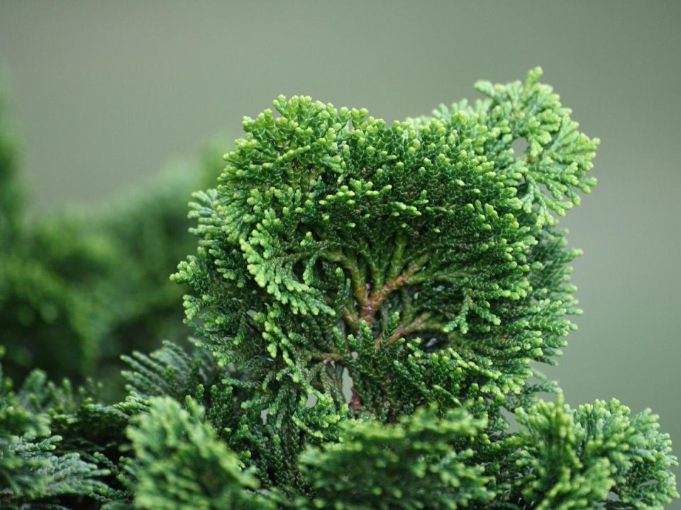 Что делать, если туя желтеет и осыпается: советы по уходу