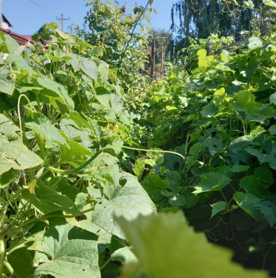 Как продлить урожай огурцов до самой зимы