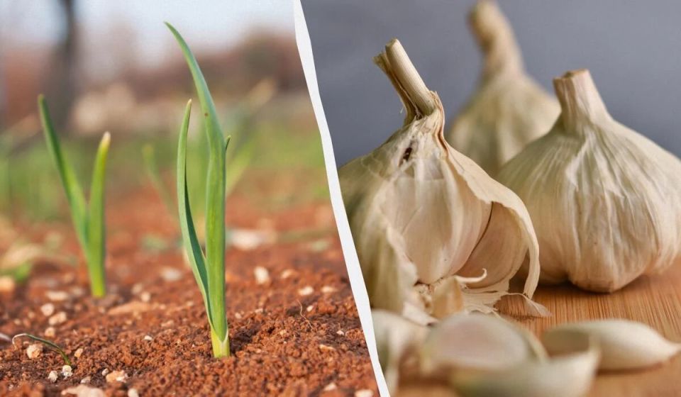 Удивительные секреты подкормки озимого чеснока: откройте для себя лучшие удобрения