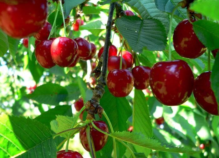 Низкорослые сорта вишни: идеальный выбор для вашего сада