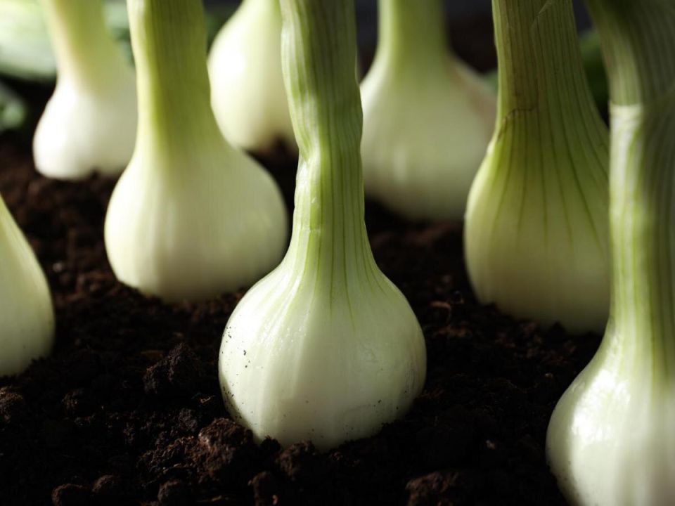 Лук и морковь: союз, способный удвоить ваш урожай