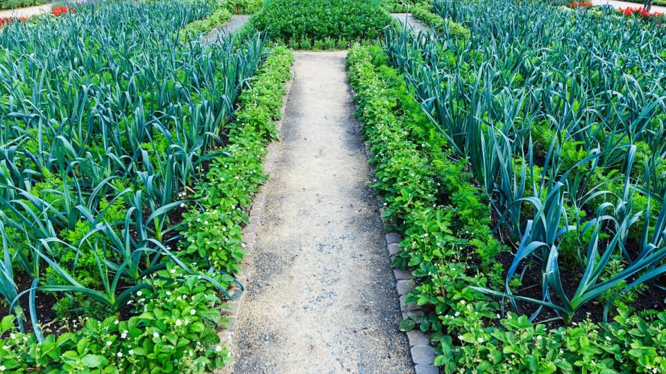 Добавьте при замачивании лука этот копеечный порошок: не будет ни одной стрелки