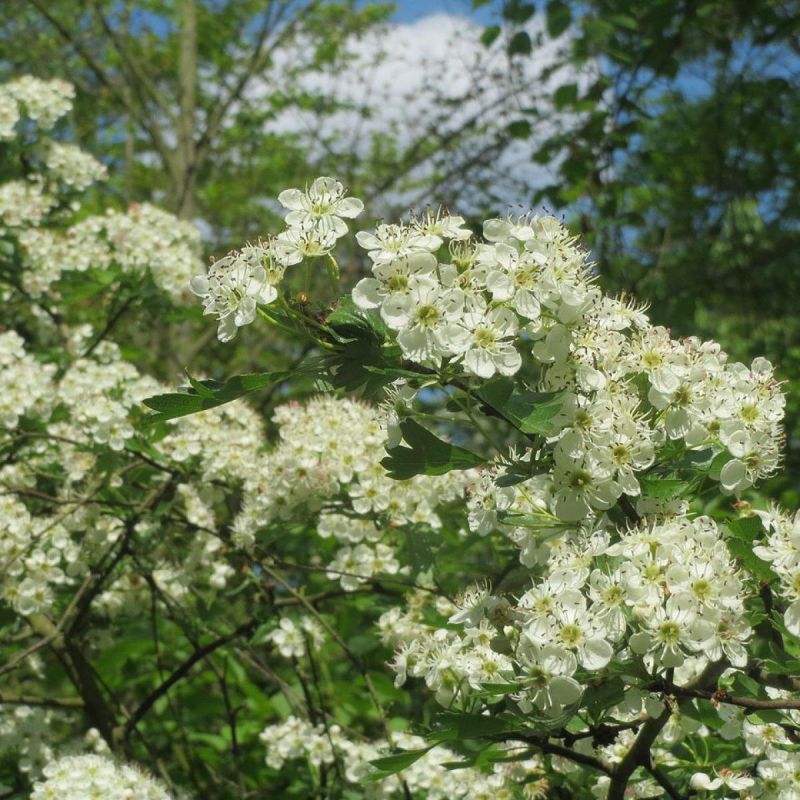 Боярышник: зелёная находка для вашего сада с историей и полезными свойствами