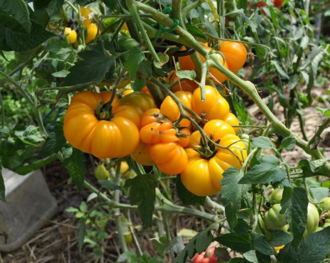 Томаты Хурма: что скрывается за популярным названием?