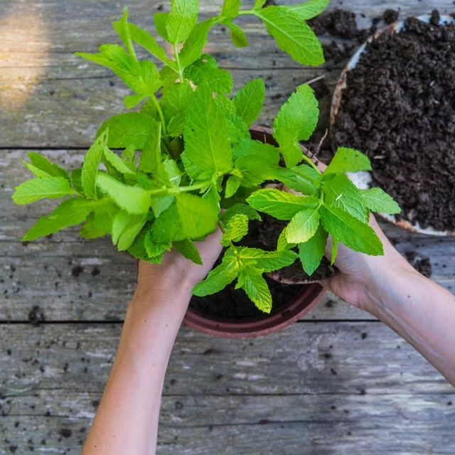 Мята: универсальный союзник или скрытая угроза в вашем чае?