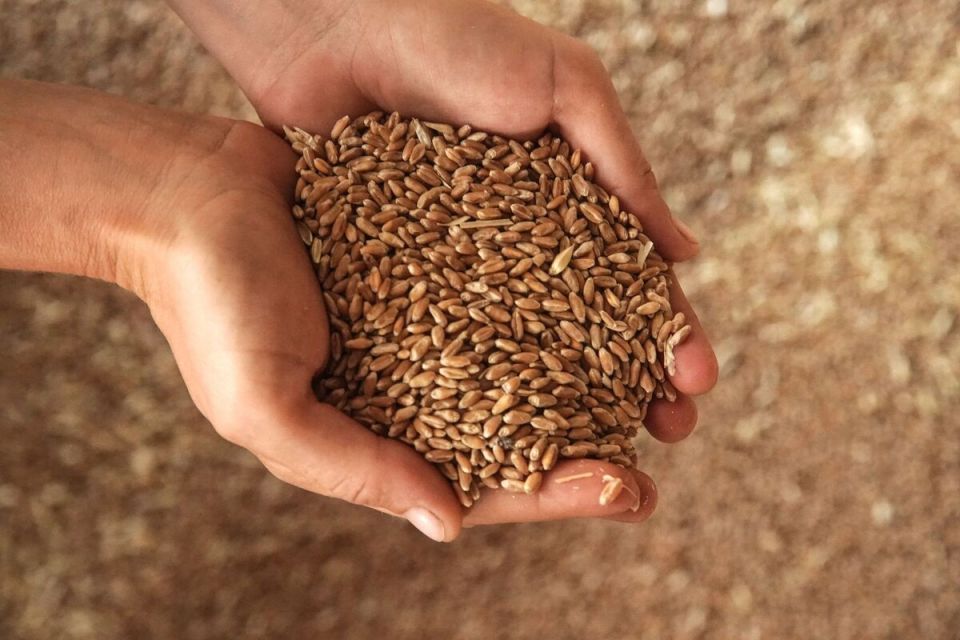 Армения на перепутье: готовы ли отказаться от российского зерна?