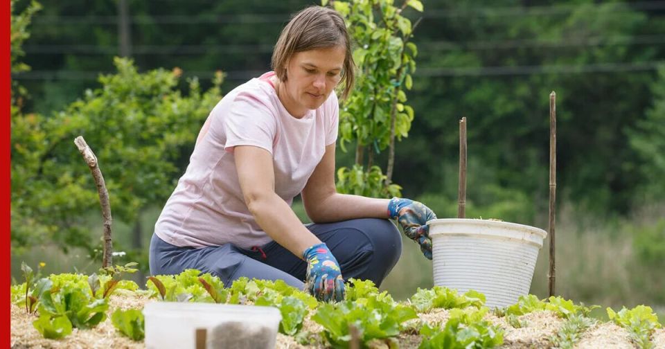 Новые правила дачного отдыха: что теперь запрещено на даче