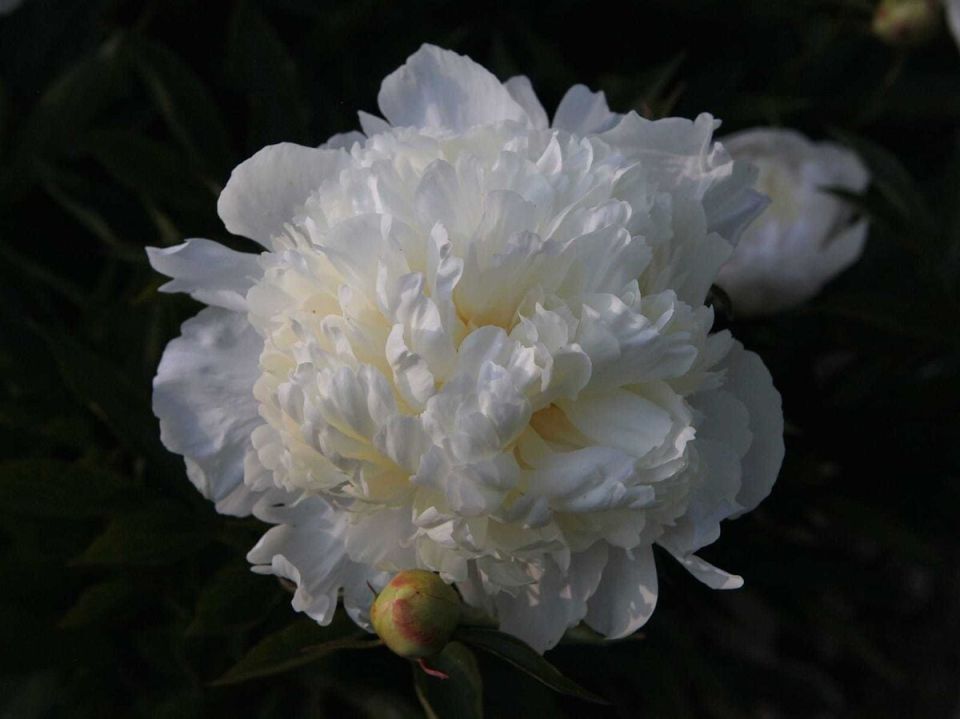 Короли сада: почему старинный сорт пиона «Примавера» продолжает пленять сердца