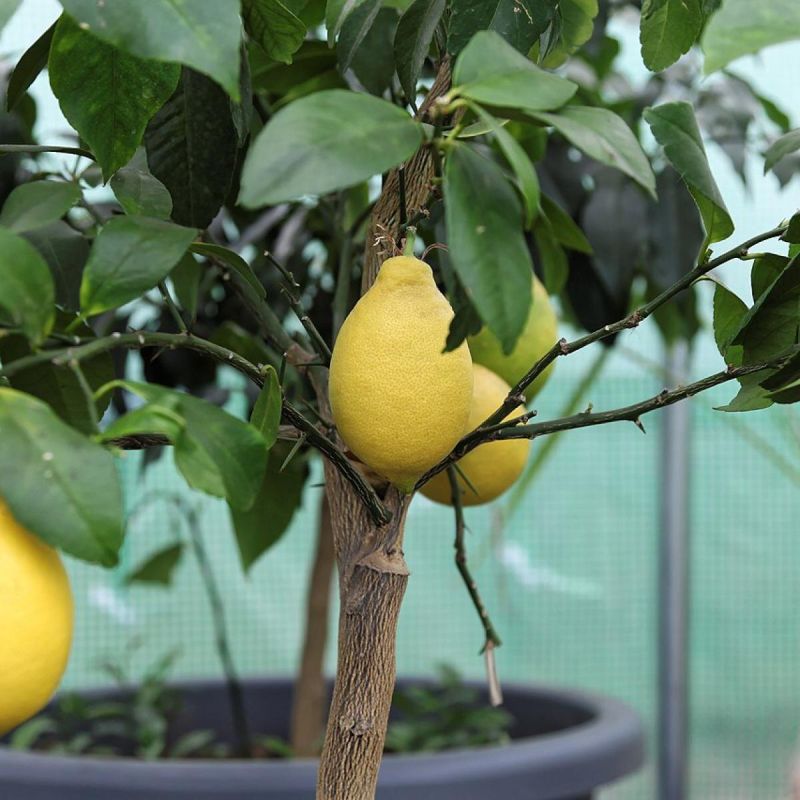 Уникальные методы размножения цитрусовых: секреты быстрого роста