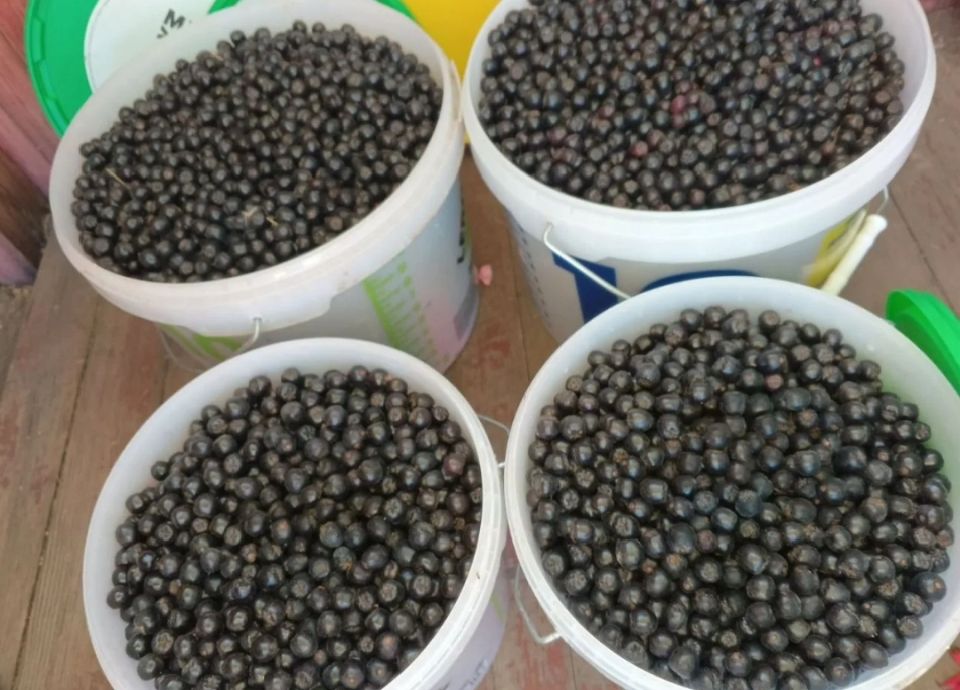 Почему дачные ягоды остаются не востребованными в этом сезоне?