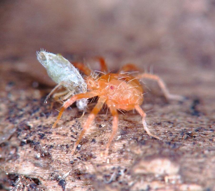 Секреты борьбы с?? клещами: как использовать их натуральных врагов