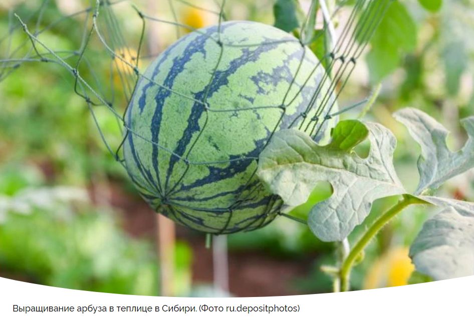Выращивание арбузов в Сибири: секреты успеха и советы по уходу
