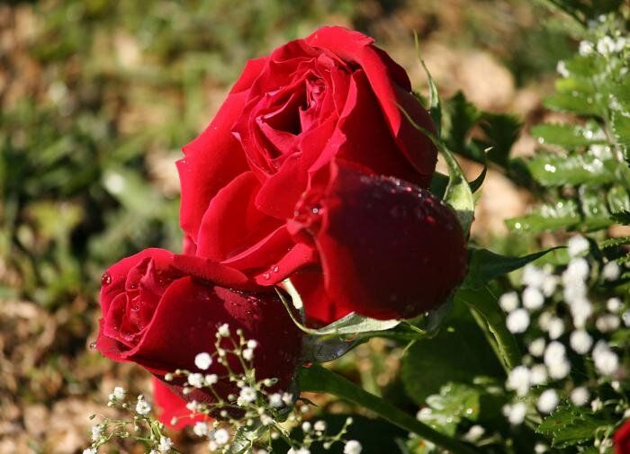 Как правильно пересадить взрослую розу: секреты успеха от опытных садоводов