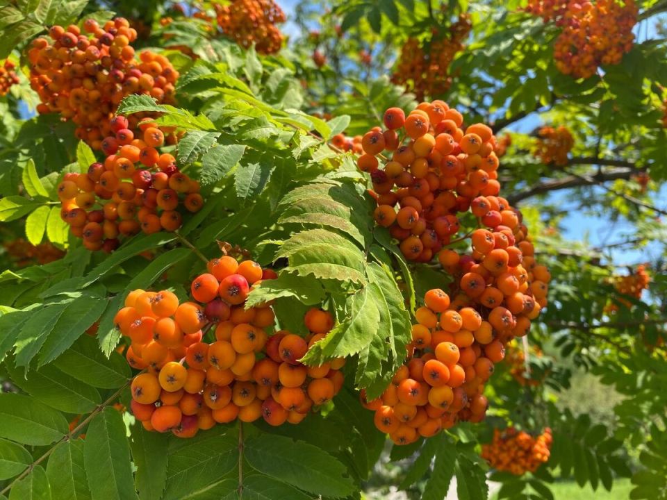 Почему красная рябина — идеальный выбор для дачного участка