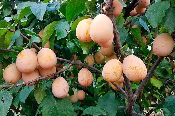 Слива Золотая капля: как ухаживать за сокровищем сада