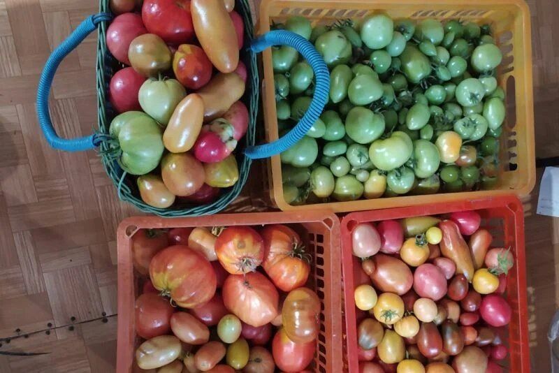 Как правильно дозаривать зеленые помидоры в домашних условиях