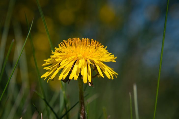 Одуванчики: в каких блюдах используют опытные хозяйки