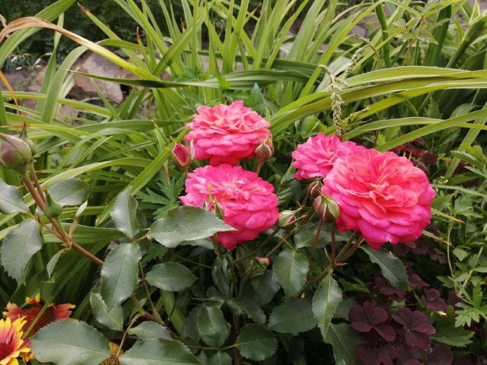 Как пережили зимовку сибирские розы: удивительные истории из дачи