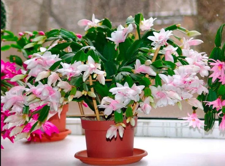 Декабрист: цветок, приносящий несчастья или верный спутник дома?