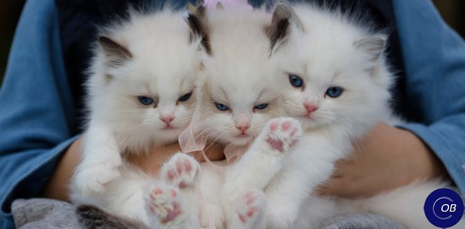 Почему кошки - идеальные домашние питомцы