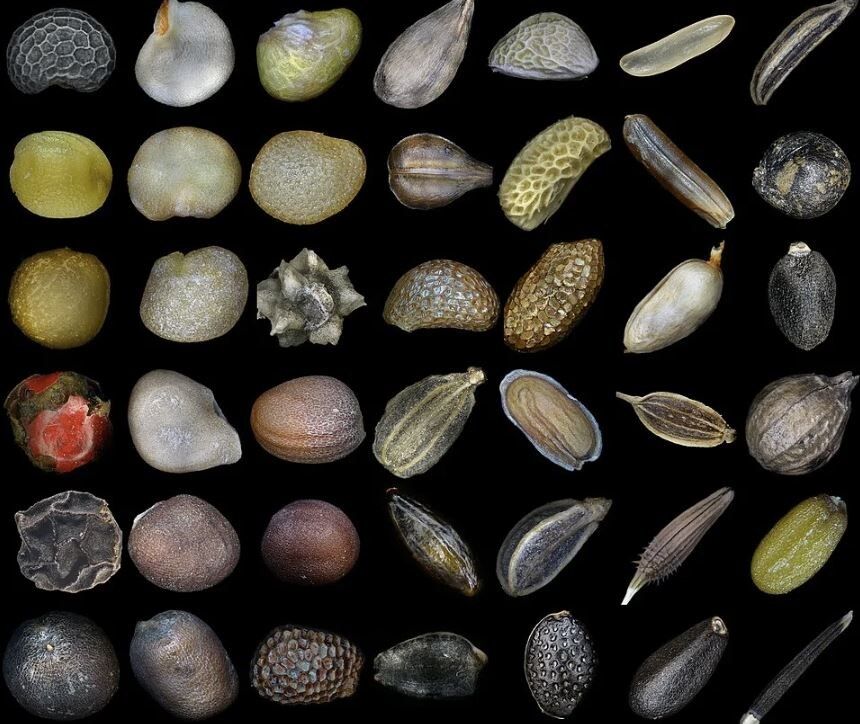 Почему семена перестали всходить: истинные причины и секреты успешного посева