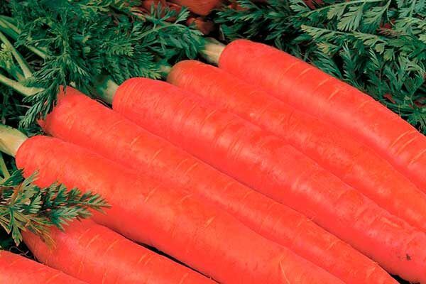 Морковь Красный Великан: секреты успеха и особенности выращивания