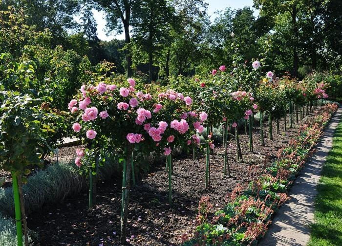 Почему розы сбрасывают листья и как этому помочь