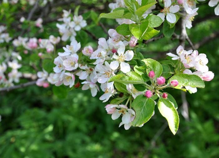 Как распознать болезни яблонь и эффективно с ними бороться