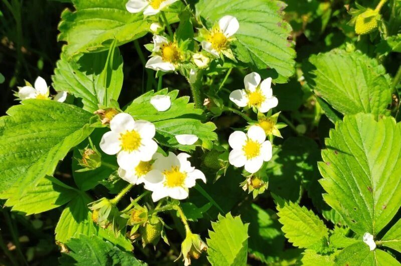 Как борная кислота помогает клубнике приносить богатый урожай