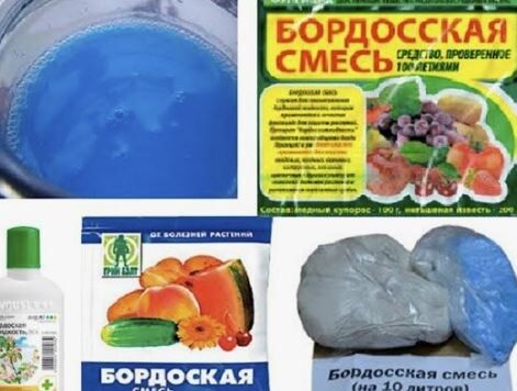 Как бордоская жидкость может спасти ваш сад от болезней: секреты правильного приготовления