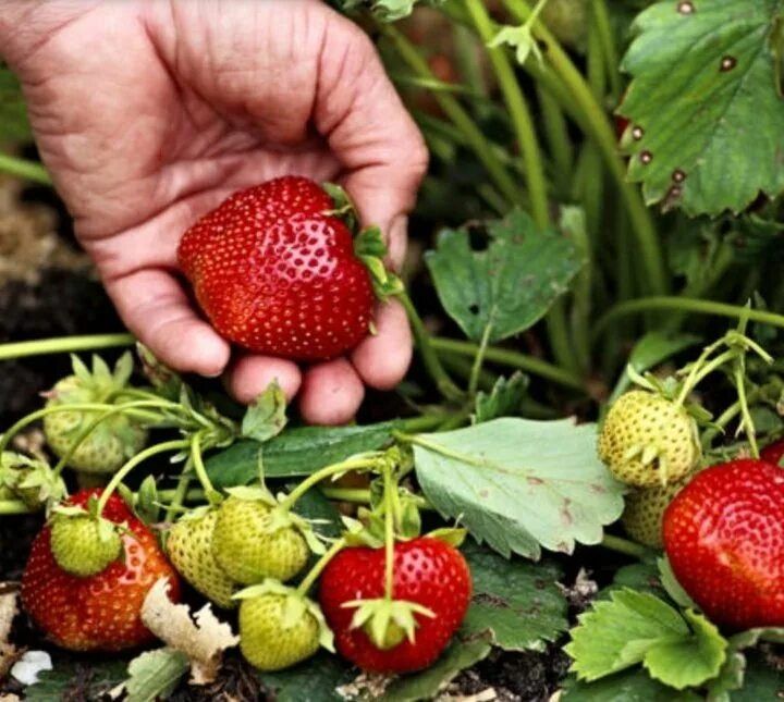 Секреты ухода за ремонтантной клубникой после первого плодоношения