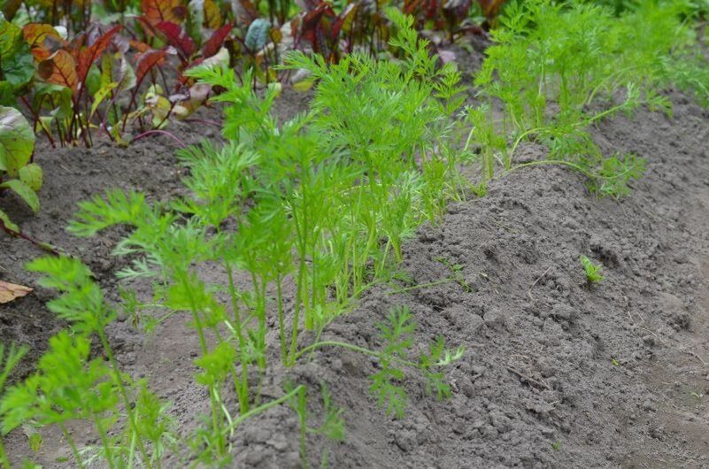 Какие овощи процветают на гребнях?