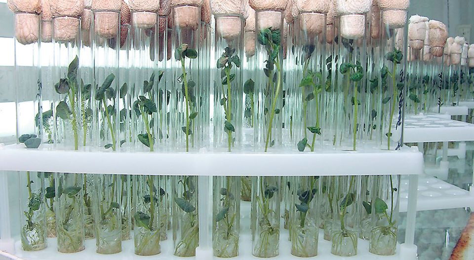 Меристемные саженцы: новое слово в садоводстве, которое трансформирует ваш огород