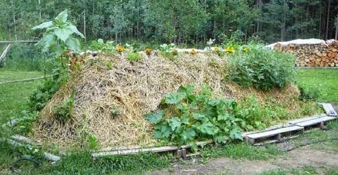 Преимущества холмиковых грядок: секреты эффективного овощеводства