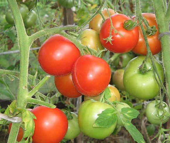 Томаты для любого огорода: выбираем лучшие сорта с гарантией урожая