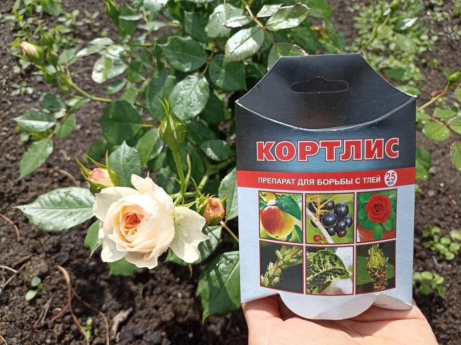 Новый взгляд на эффективное средство против тли: как «Кортлис» справляется с вредителем