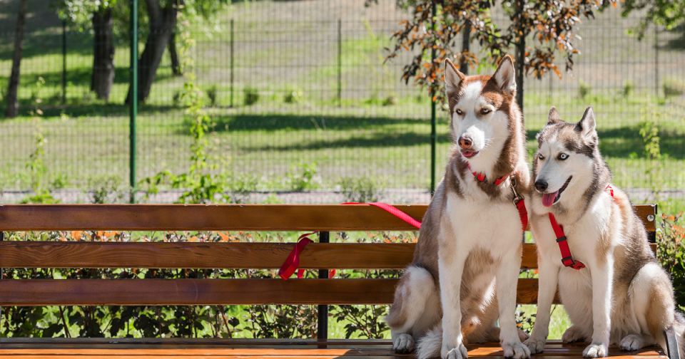 Новый стандарт для площадок для выгула собак: правила и требования