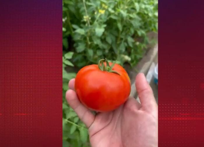 Как вырастить идеальные помидоры: советы для садоводов
