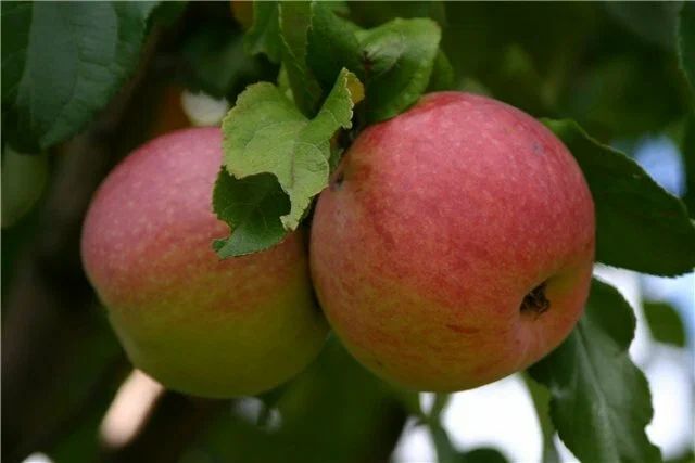 Когда старые яблони уже не радуют урожаєм