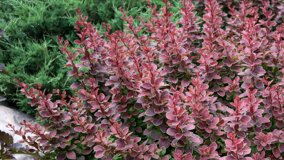 Барбарис Тунберга: секреты ухода за декоративным кустом