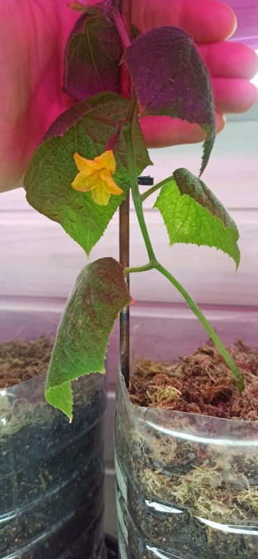 Почему огород на окне может не подойти именно вам?