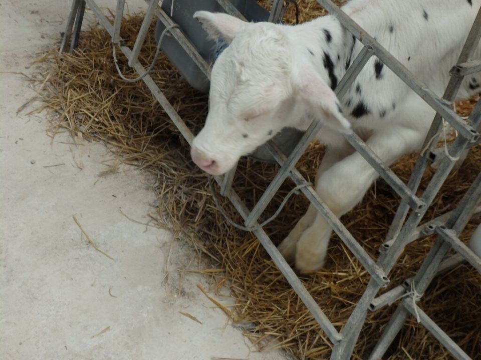 Заболевания ЖКТ у телят: предупреждение и лечение