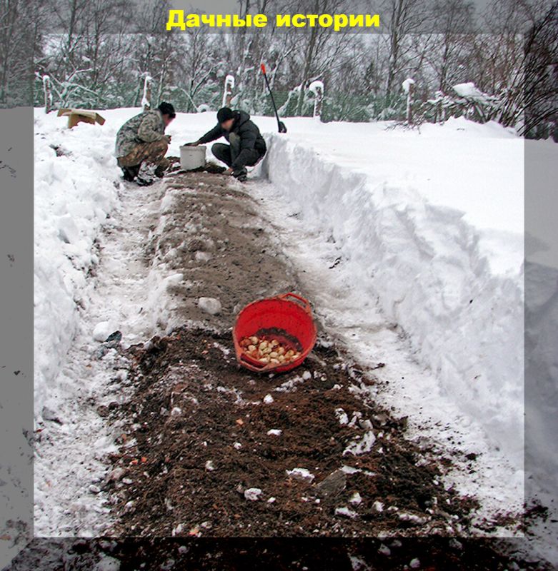 Цветы, которые стоит посадить под зиму: десять лучших вариантов для вашего сада