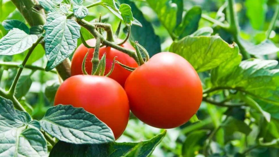 Секреты раннего урожая: как вырастить томаты без хлопот