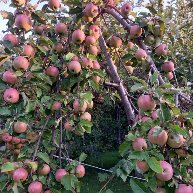Яблоки под угрозой: как избежать опасностей, скрывающихся в самых сочных плодах