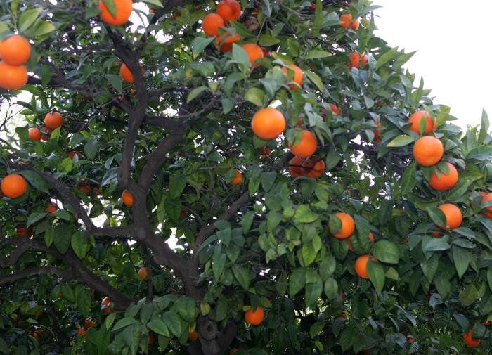 ����������� ���������� ����: ��������� �����������