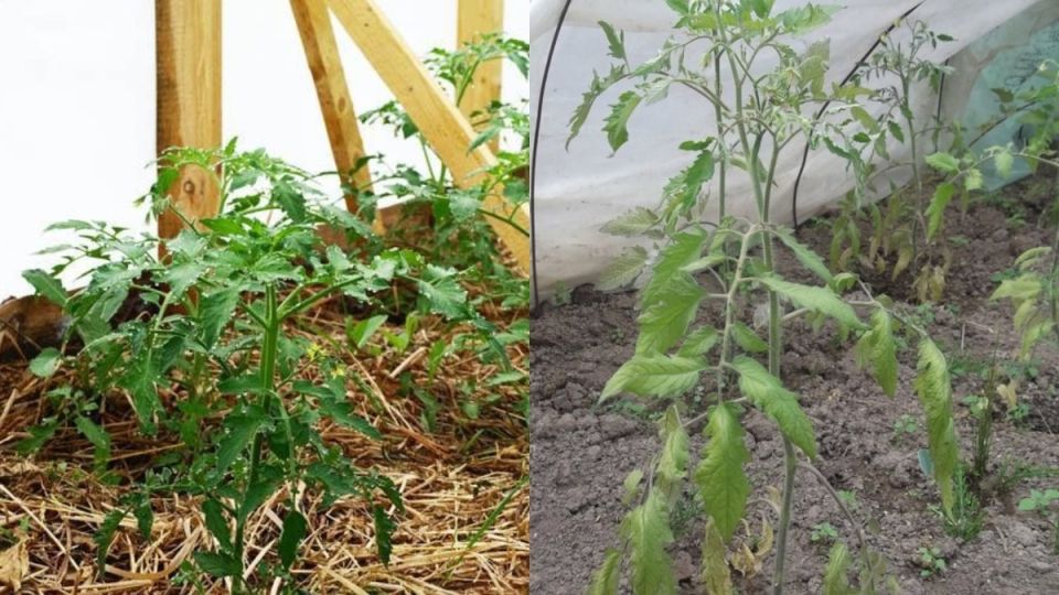 ��� ������������� ������ ���������: ������������ ����� ����������� ����������