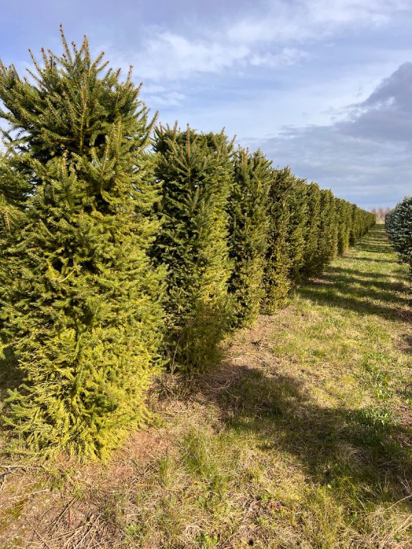 ����� ��������: ��� ������� ��������� �������� ��� �������� �����