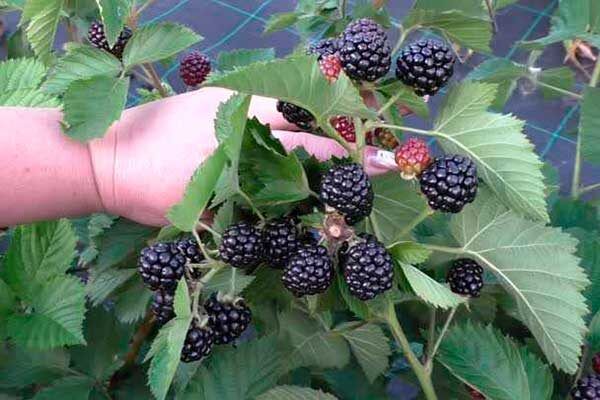 Ежевика Джамбо: как вырастить самые сладкие плоды с максимальным урожаем
