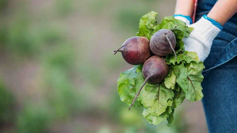 Секреты успешного севооборота: как свекла превратилась в гиганта